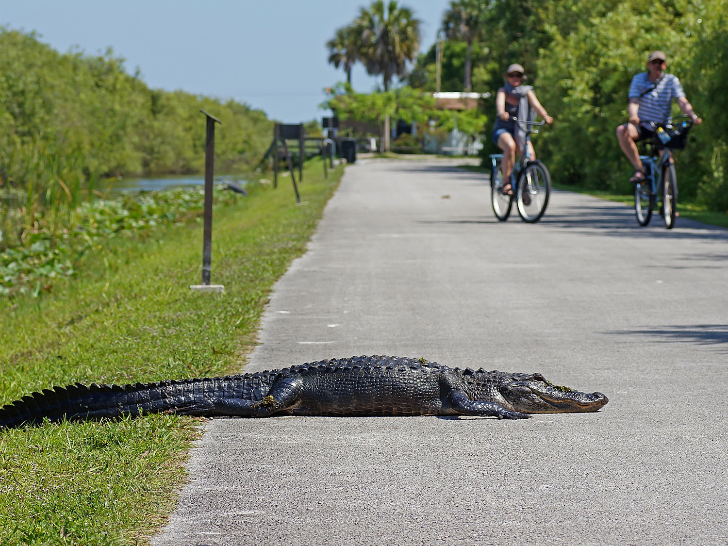 The Shark Valley Tram Trail for electric trike and electric bike